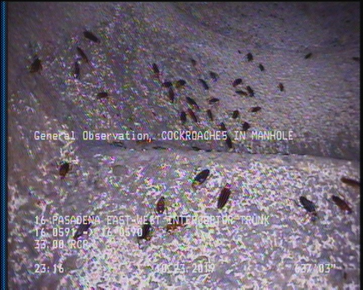 General Observation - COCKROACHES THROGHOUT REACH