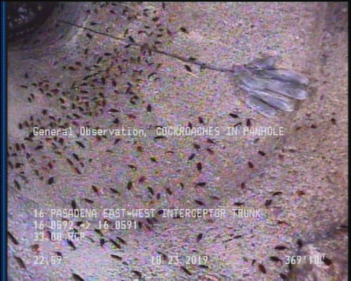 General Observation - COCKROACHES IN MANHOLE