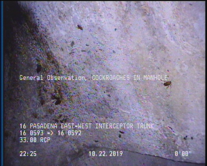 General Observation - COCKROACHES IN MANHOLE