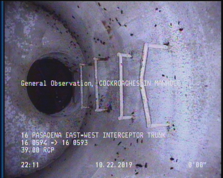 General Observation - COCKROACHES IN MANHOLE