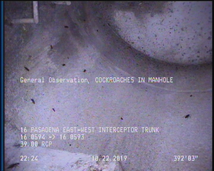 General Observation - COCKROACHES IN MANHOLE