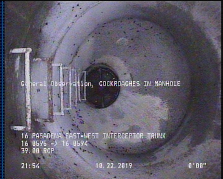 General Observation - COCKROACHES IN MANHOLE