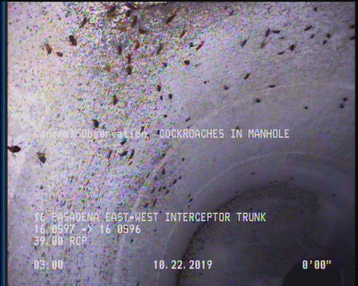 General Observation - COCKROACHES IN MANHOLE
