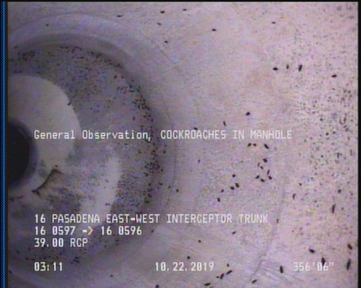 General Observation - COCKROACHES IN MANHOLE