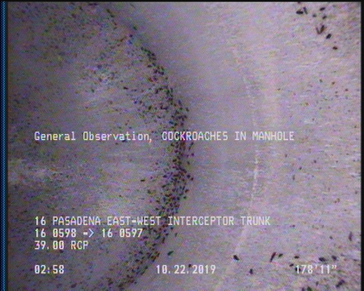 General Observation - COCKROACHES IN MANHOLE