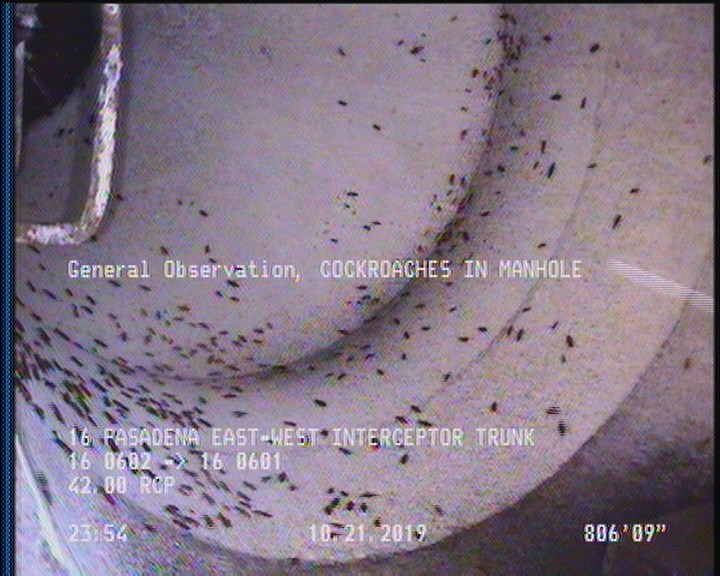 General Observation - COCKROACHES IN MANHOLE