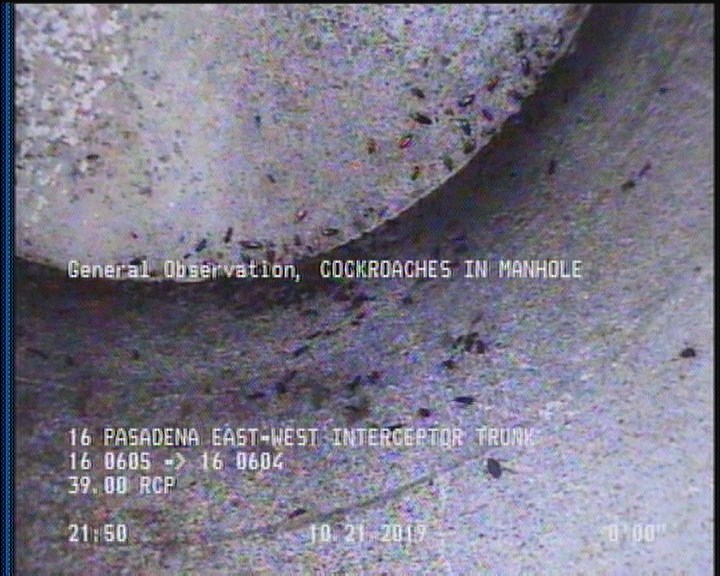 General Observation - COCKROACHES IN MANHOLE
