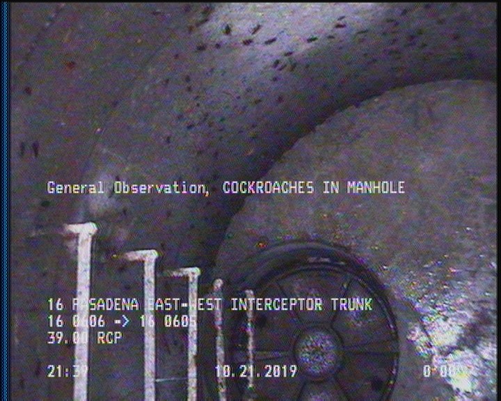 General Observation - COCKROACHES IN MANHOLE