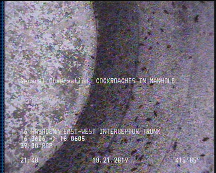 General Observation - COCKROACHES IN MANHOLE