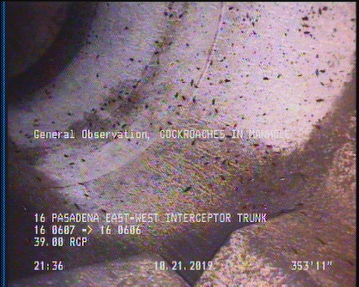 General Observation - COCKROACHES IN MANHOLE