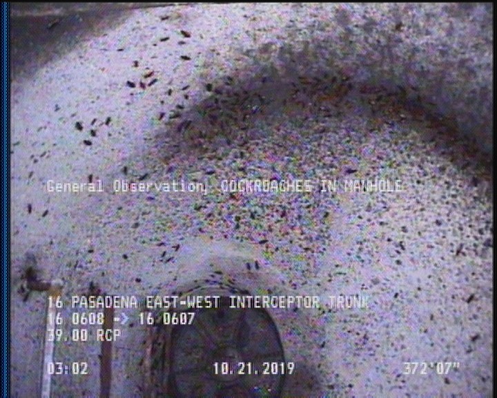 General Observation - COCKROACHES IN MANHOLE