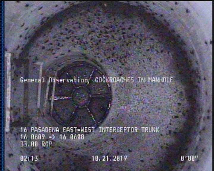 General Observation - COCKROACHES IN MANHOLE