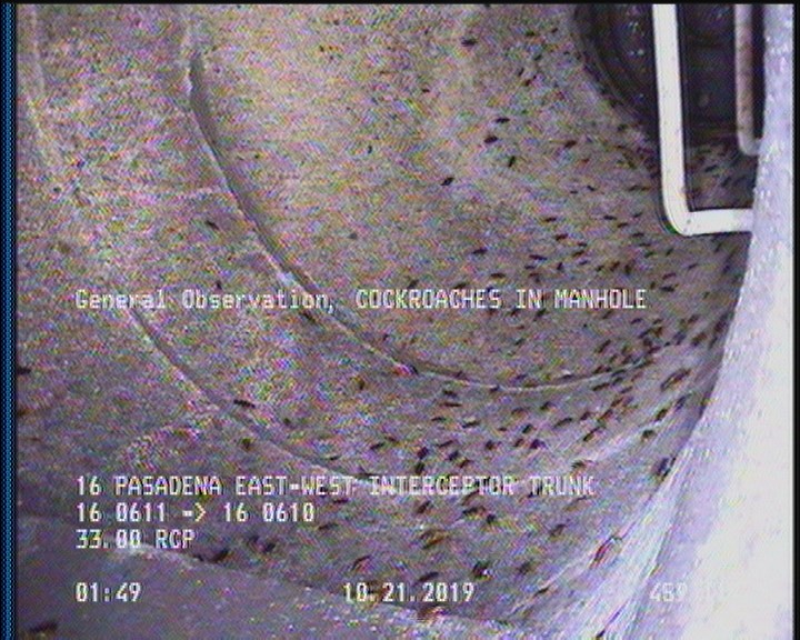 General Observation - COCKROACHES IN MANHOLE