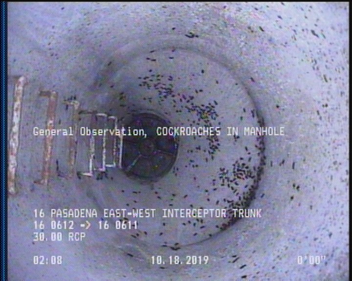 General Observation - COCKROACHES IN MANHOLE