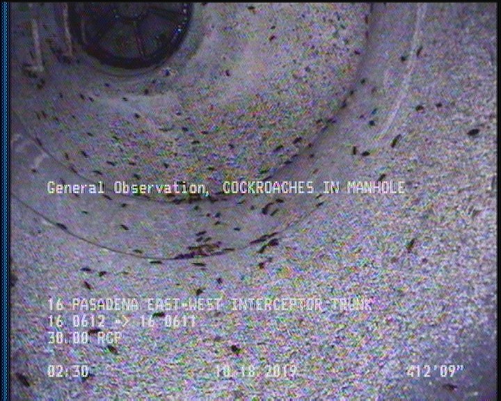 General Observation - COCKROACHES IN MANHOLE