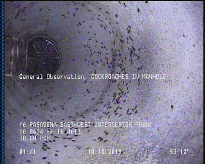 General Observation - COCKROACHES IN MANHOLE