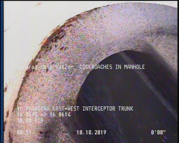 General Observation - COCKROACHES IN MANHOLE