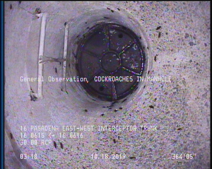 General Observation - COCKROACHES IN MANHOLE