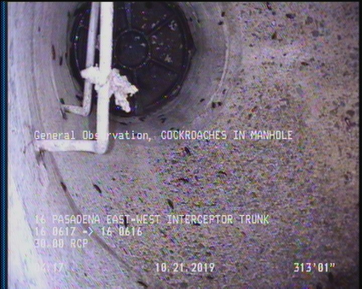 General Observation - COCKROACHES IN MANHOLE