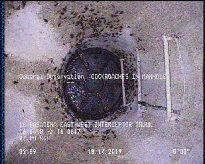 General Observation - COCKROACHES IN MANHOLE