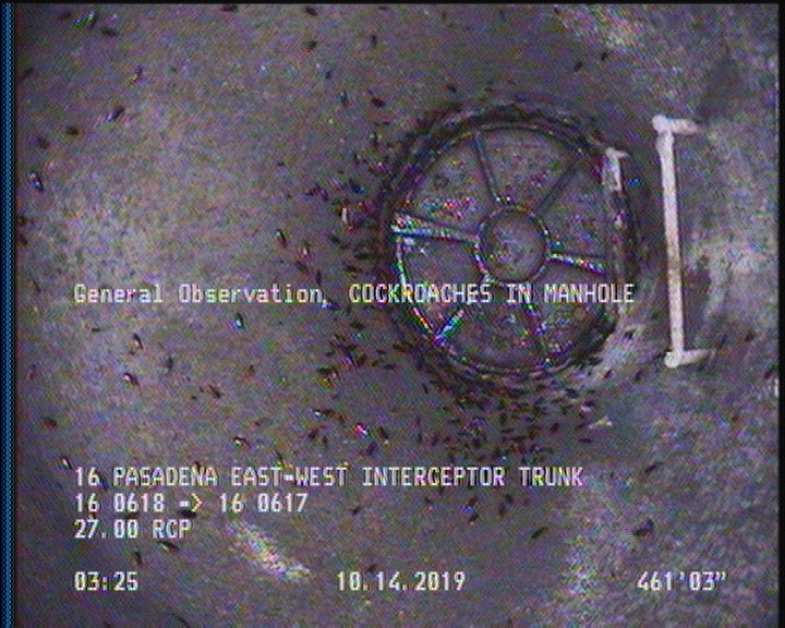 General Observation - COCKROACHES IN MANHOLE