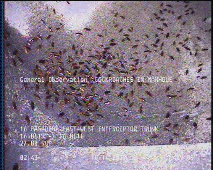 General Observation - COCKROACHES IN MANHOLE