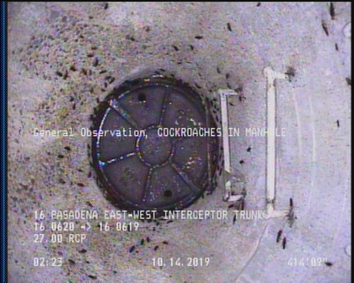 General Observation - COCKROACHES IN MANHOLE