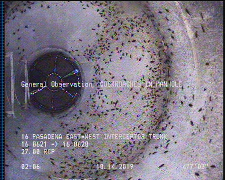 General Observation - COCKROACHES IN MANHOLE