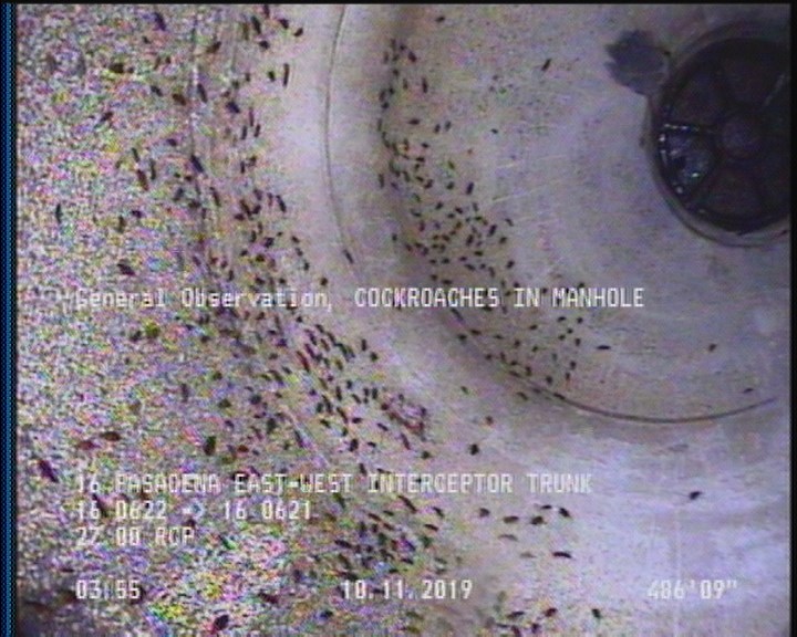 General Observation - COCKROACHES IN MANHOLE
