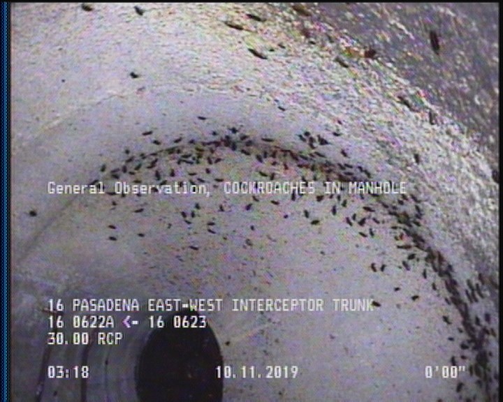 General Observation - COCKROACHES IN MANHOLE