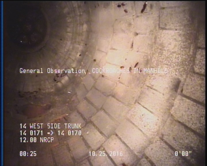 General Observation - COCKROACHES IN MANHOLE