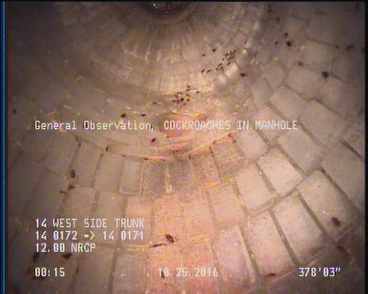 General Observation - COCKROACHES IN MANHOLE