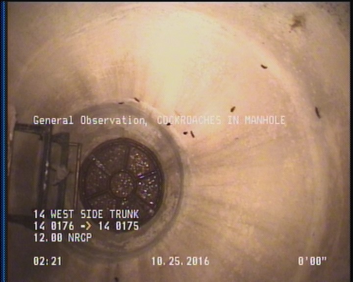General Observation - COCKROACHES IN MANHOLE