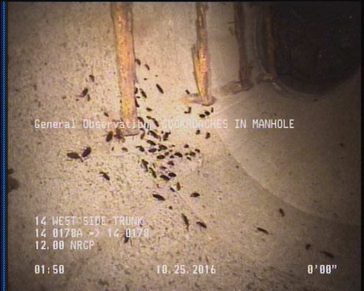 General Observation - COCKROACHES IN MANHOLE
