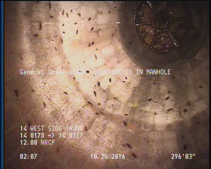General Observation - COCKROACHES IN MANHOLE