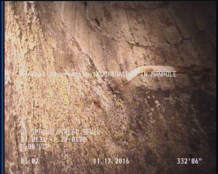 General Observation - COCKROACHES IN MANHOLE
