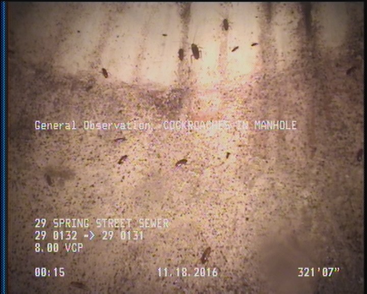 General Observation - COCKROACHES IN MANHOLE