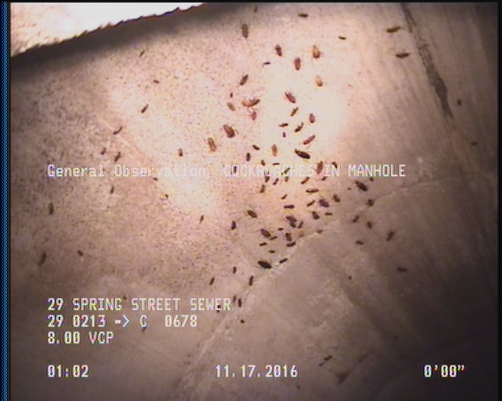 General Observation - COCKROACHES IN MANHOLE