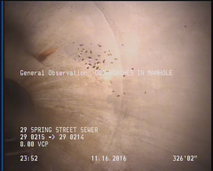 General Observation - COCKROACHES IN MANHOLE