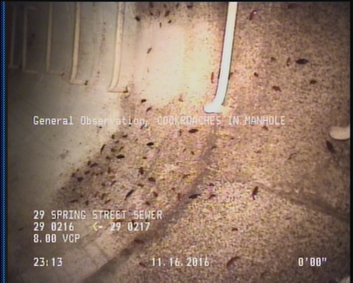 General Observation - COCKROACHES IN MANHOLE