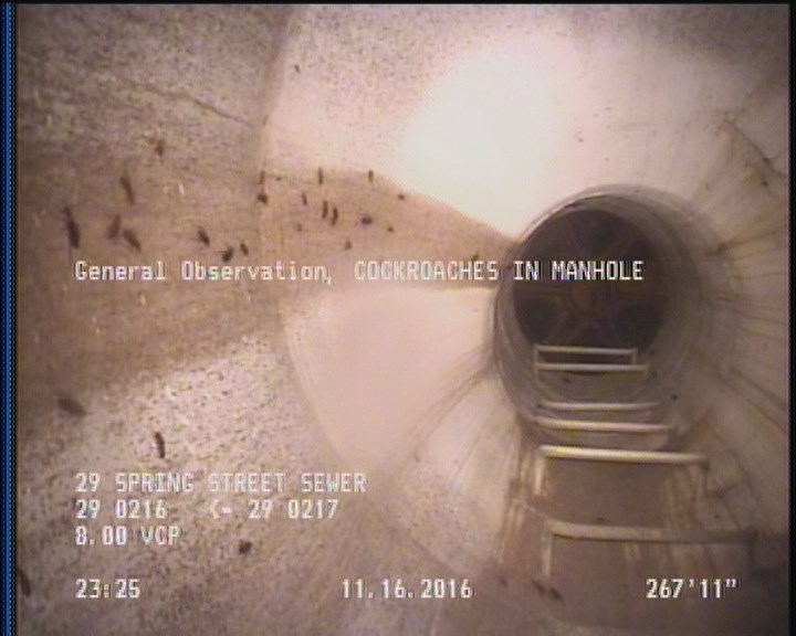 General Observation - COCKROACHES IN MANHOLE