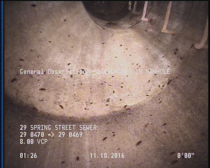 General Observation - COCKROACHES IN MANHOLE