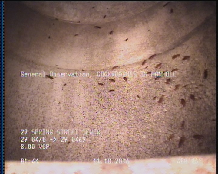 General Observation - COCKROACHES IN MANHOLE