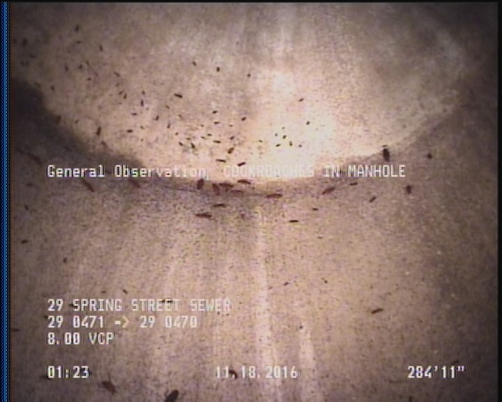 General Observation - COCKROACHES IN MANHOLE