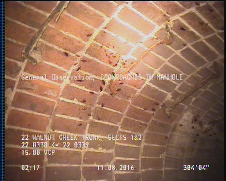 General Observation - COCKROACHES IN MANHOLE