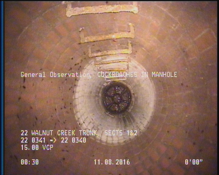 General Observation - COCKROACHES IN MANHOLE