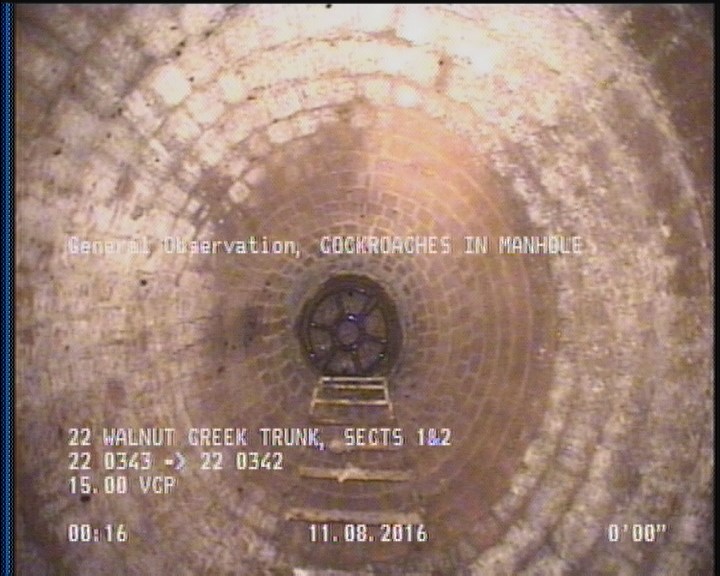 General Observation - COCKROACHES IN MANHOLE