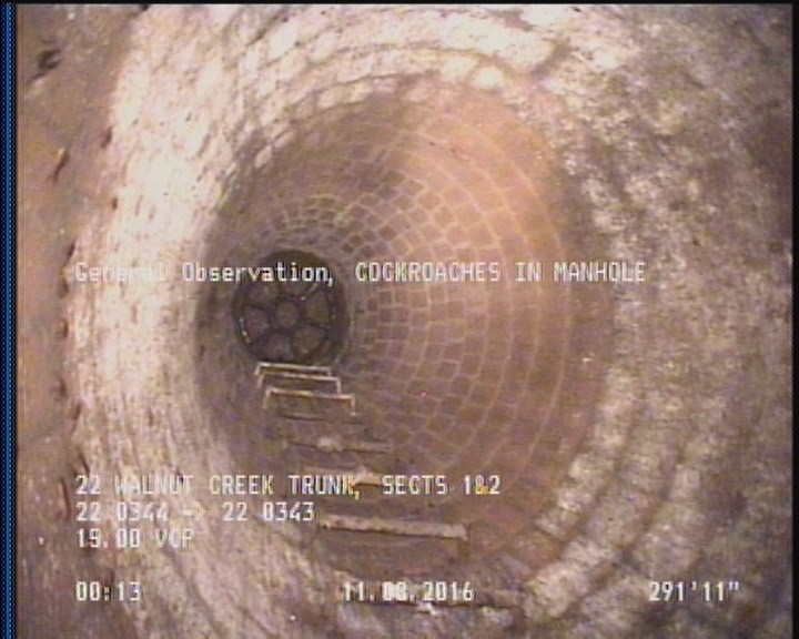General Observation - COCKROACHES IN MANHOLE