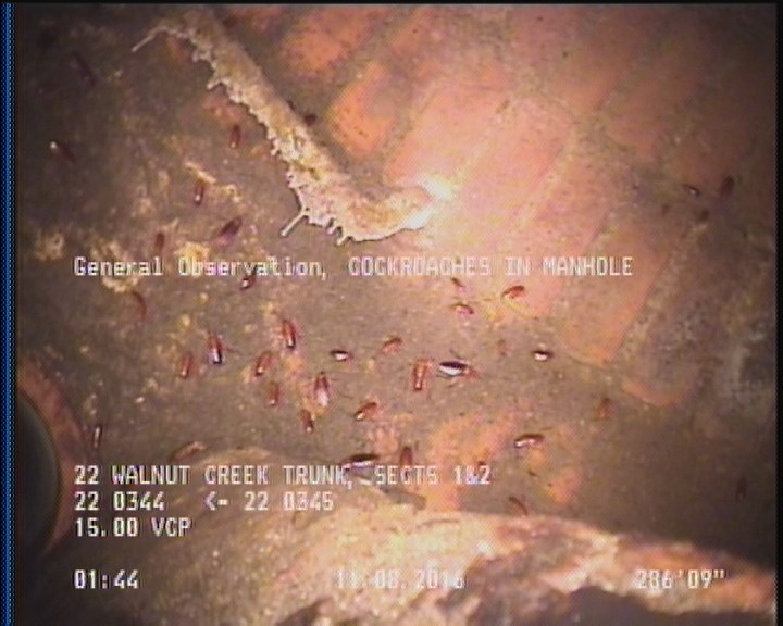 General Observation - COCKROACHES IN MANHOLE
