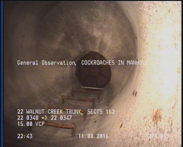 General Observation - COCKROACHES IN MANHOLE